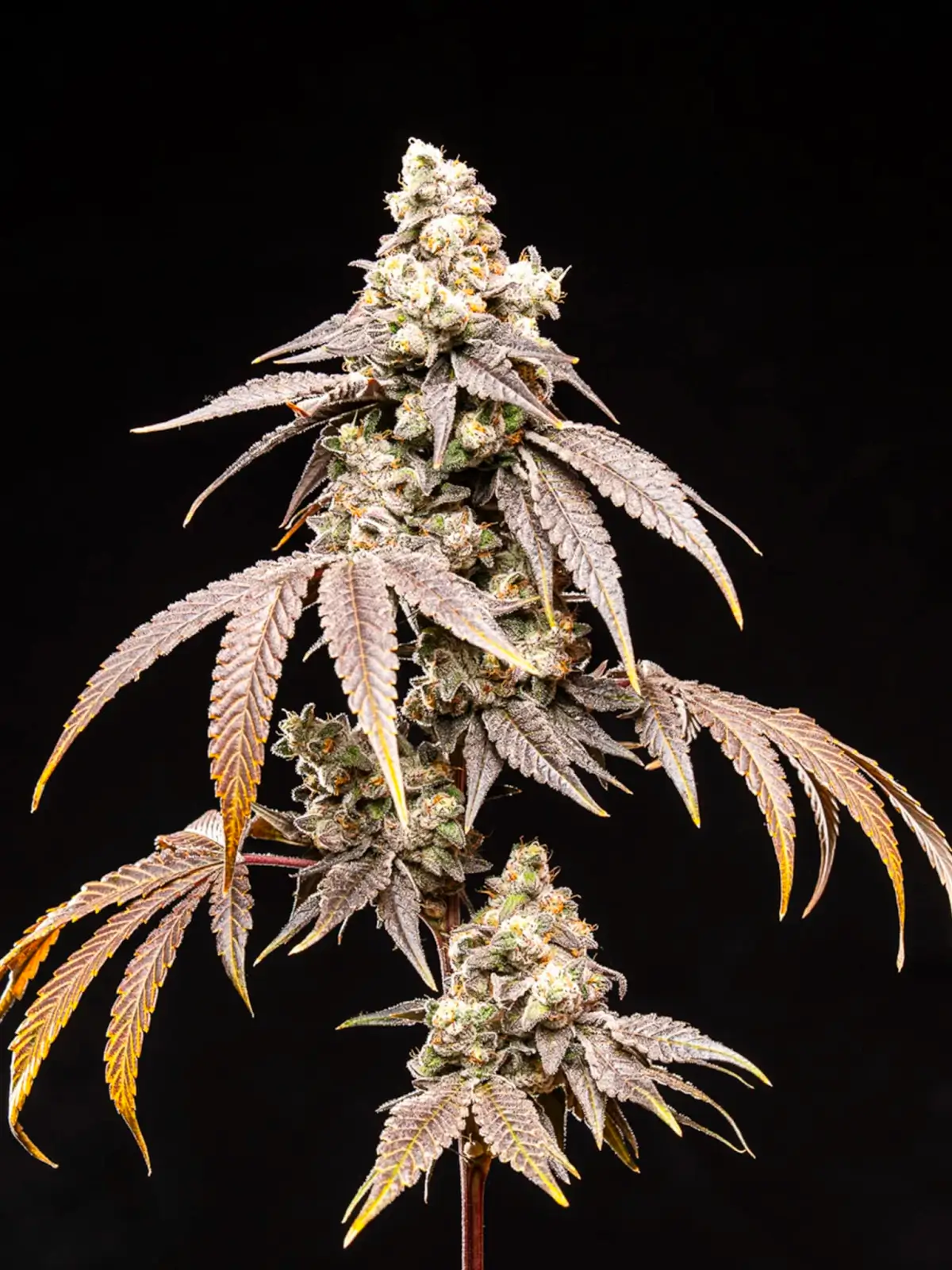Frosty Rainbow