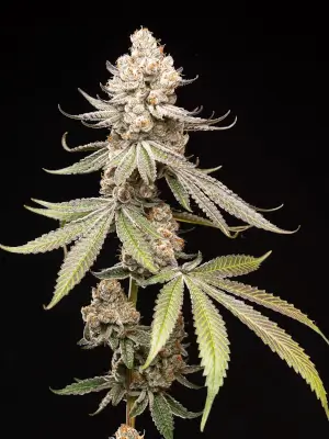 Papaya Limez