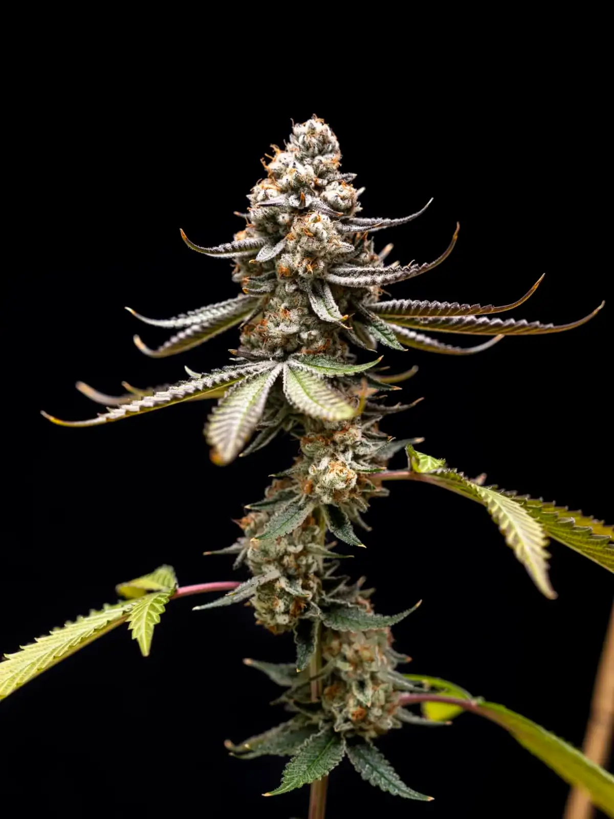 Pink Truffle