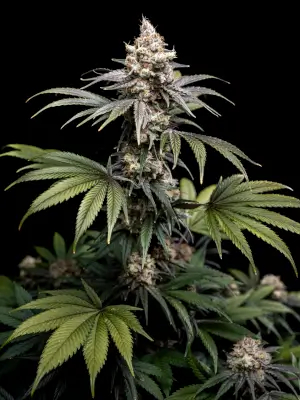 Tropic Gem