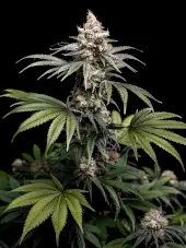 Tropic Gem