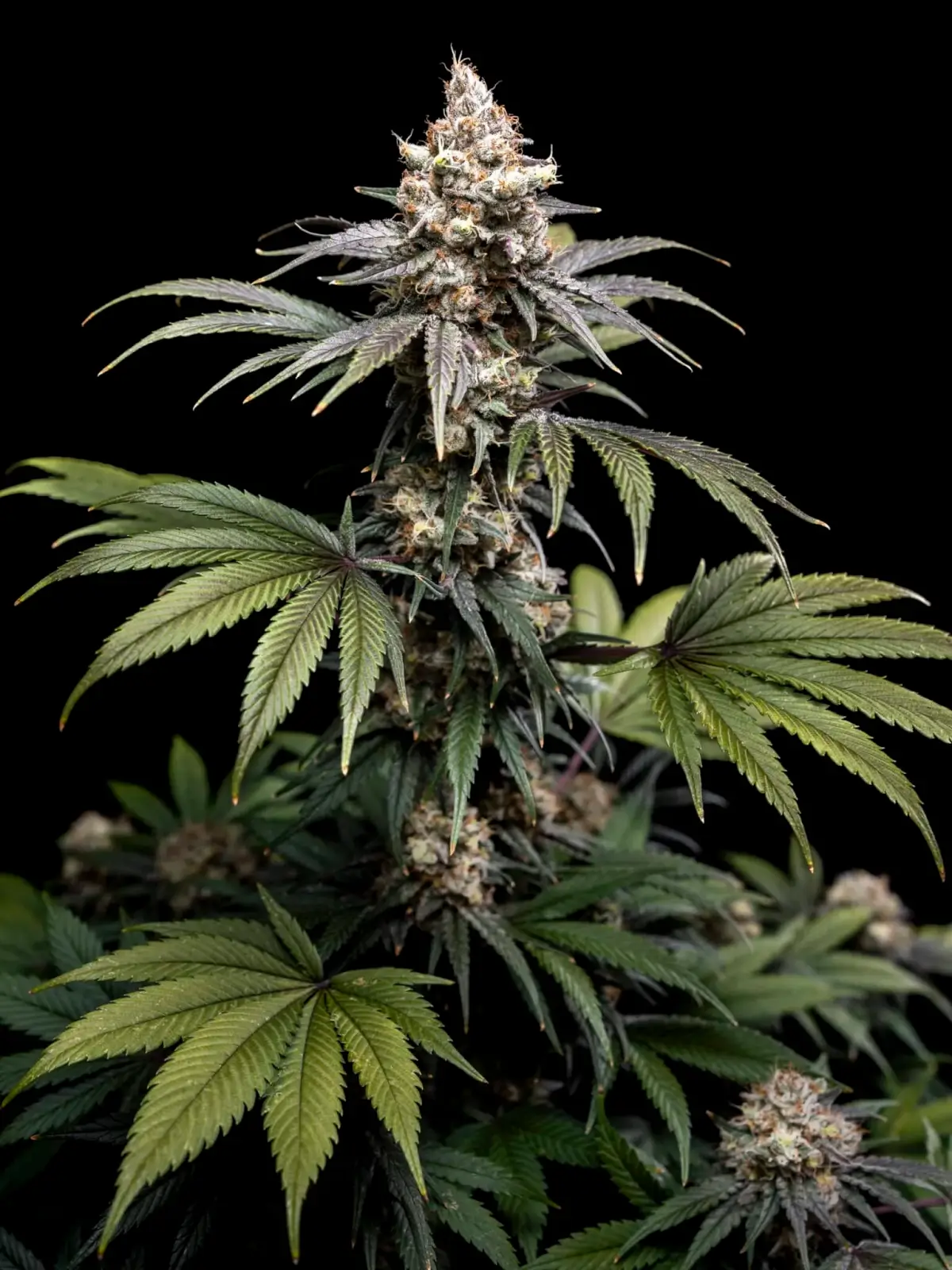 Tropic Gem
