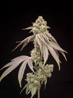 Tropical Kush Fuel