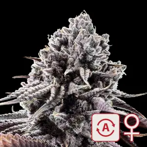 Diamond Queen Kush Auto 