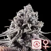 Diamond Queen Kush Auto 