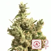 Lemon Sputnik Auto