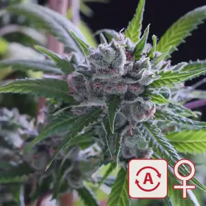 Space Mango Auto