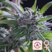 Space Mango Auto
