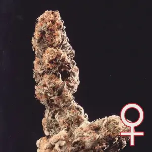 Afghani Special