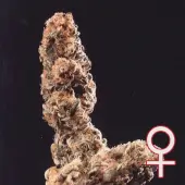 Afghani Special