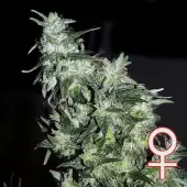 Haze Special