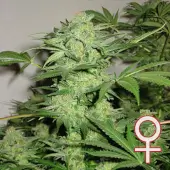 Northern Light Special