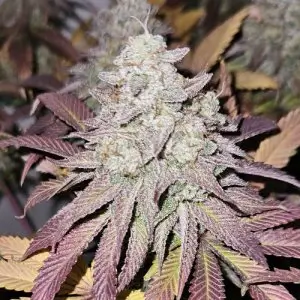 Blue Dream 