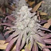 Blue Dream