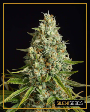 Amnesia Lemon