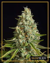 Amnesia Lemon