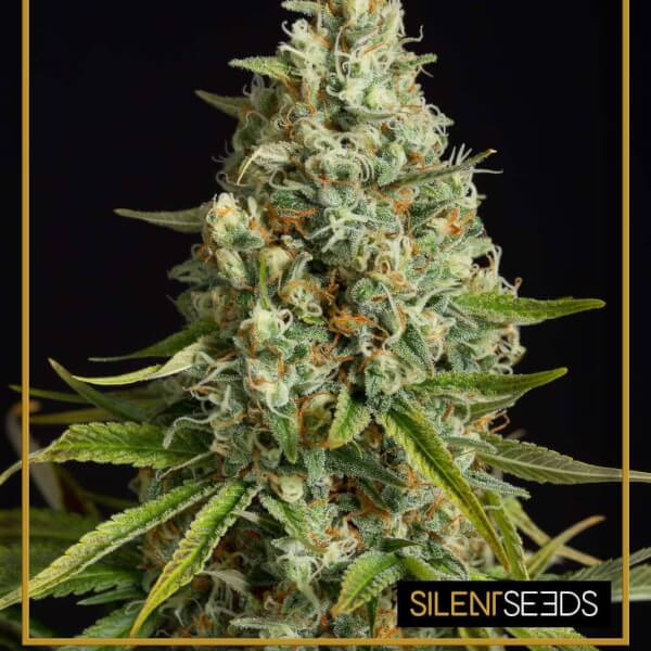 Amnesia Lemon