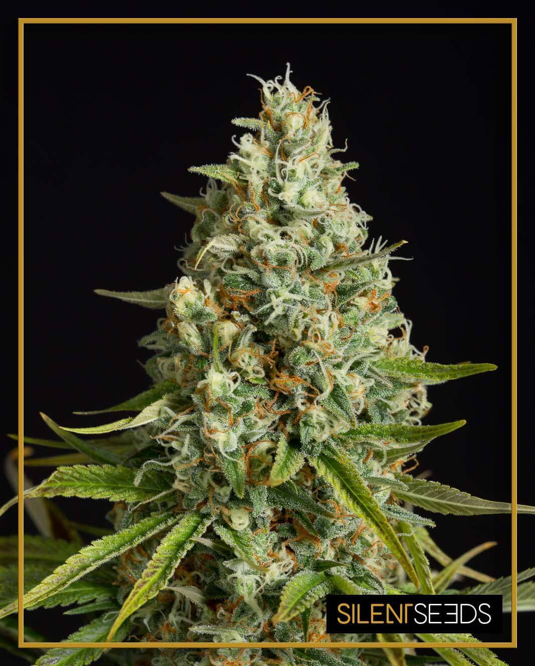 Amnesia Lemon