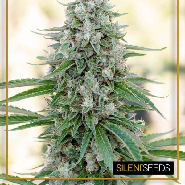 Critical Mango