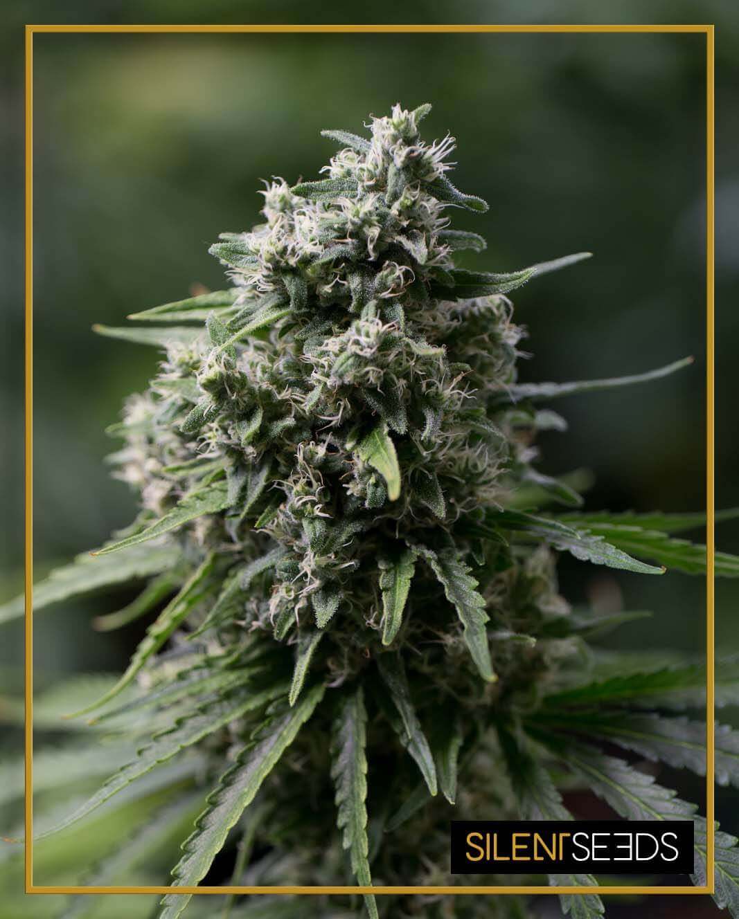 Critical+ 2