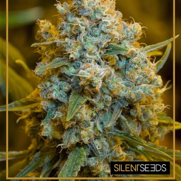 Critical Jack