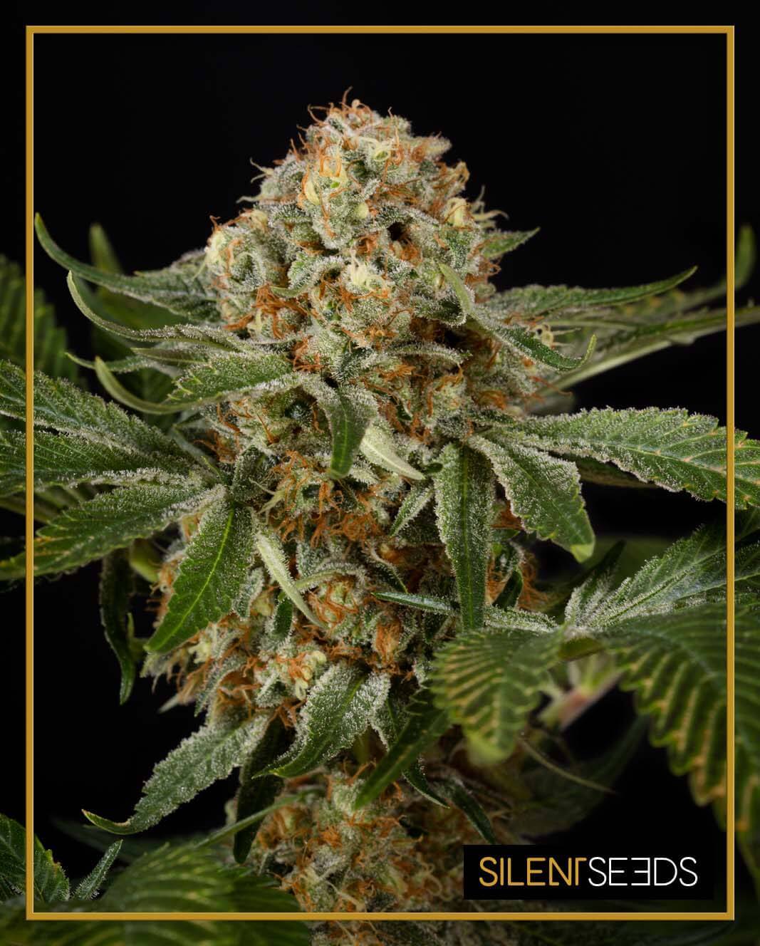 OG Kush