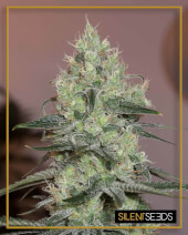 Original Amnesia