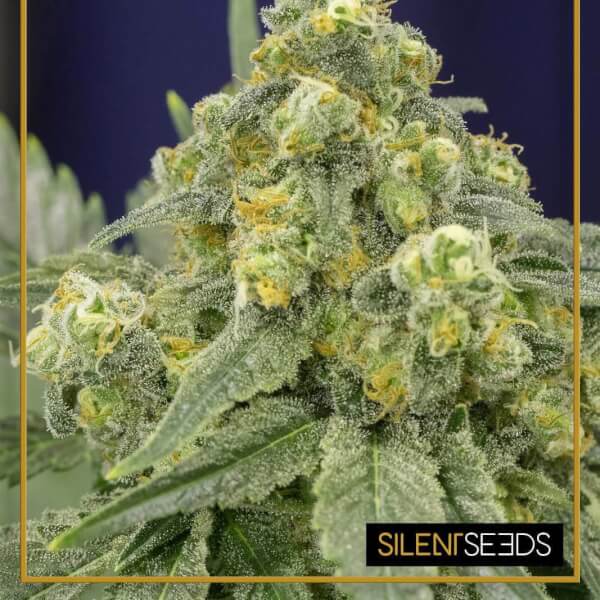 White Widow