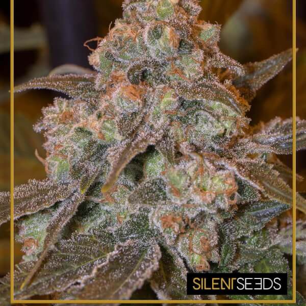Gorilla Frost