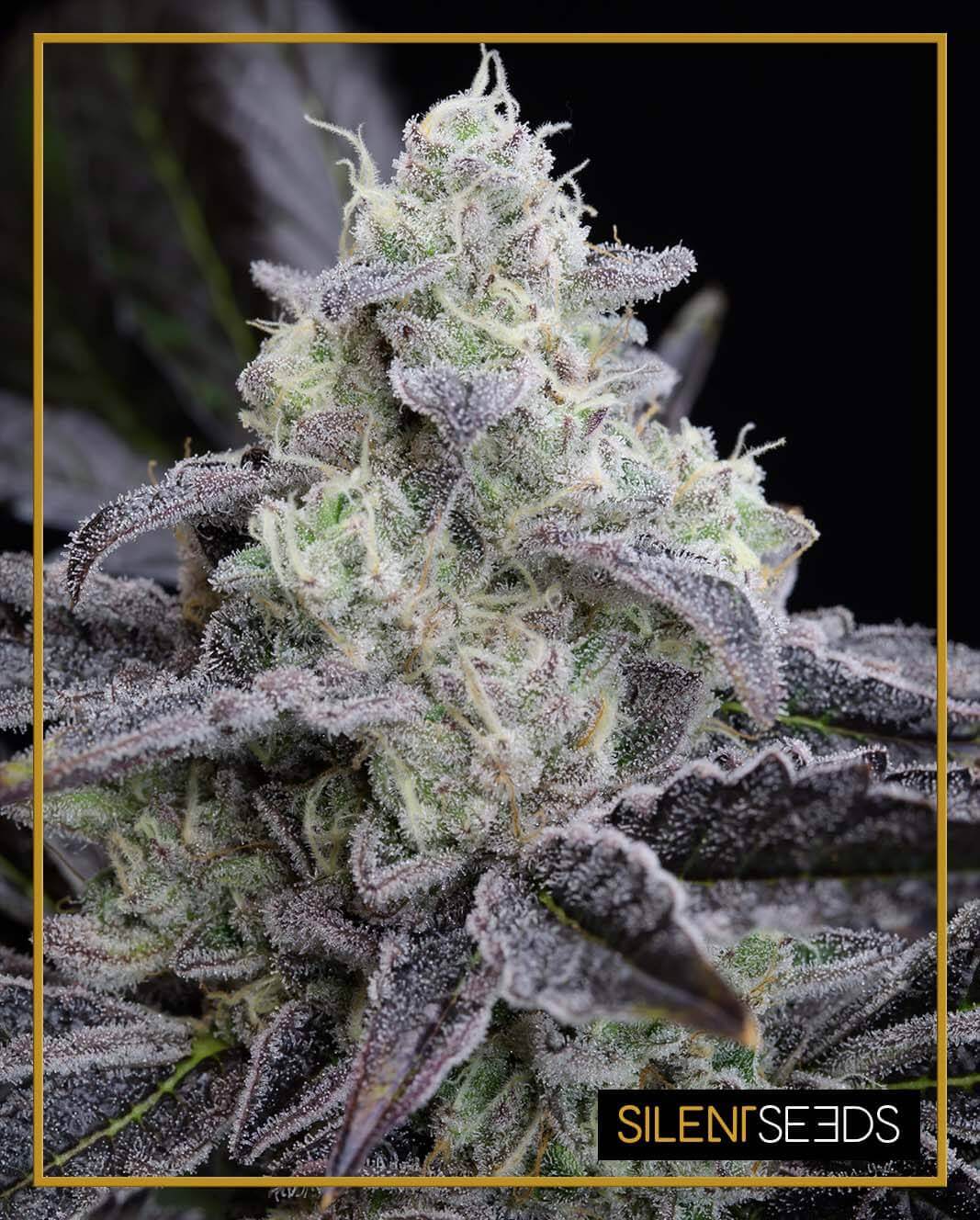 L.A. Vanilla Cake
