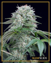 Starfire OG