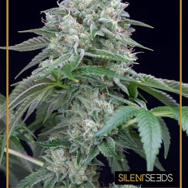 Starfire OG