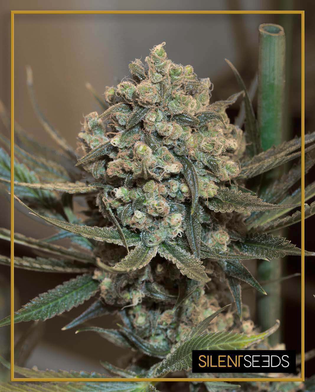 Critical+ 2 Auto