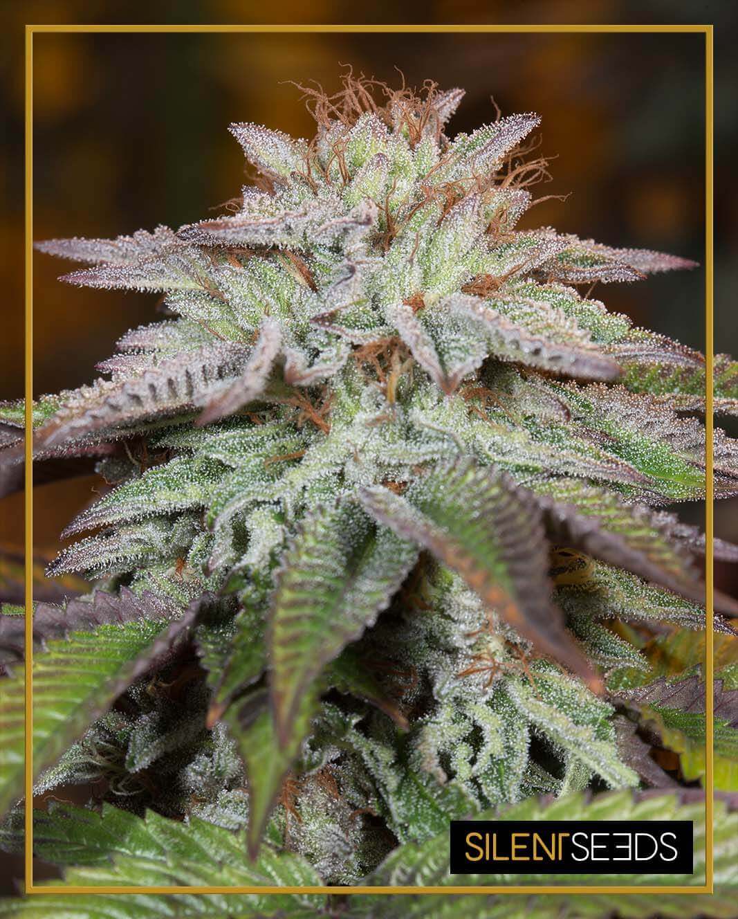 L.A. Vanilla Cake Auto