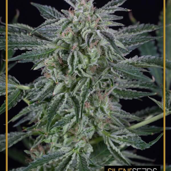 Critical Jack Auto