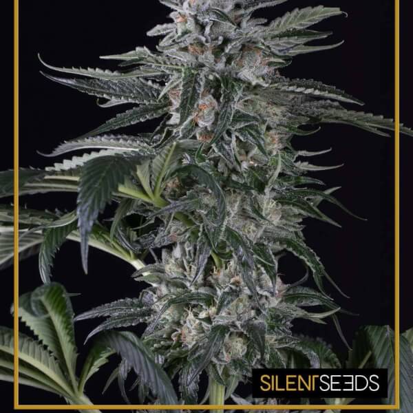 Moby Dick Auto