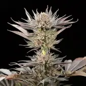 Lemon Tree 2.0