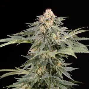 Lemon Tree Fast