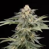 Lemon Tree Fast