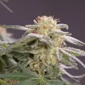 Lemon Tree Fast