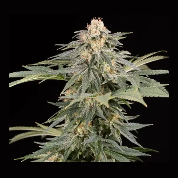 Lemon Tree Fast