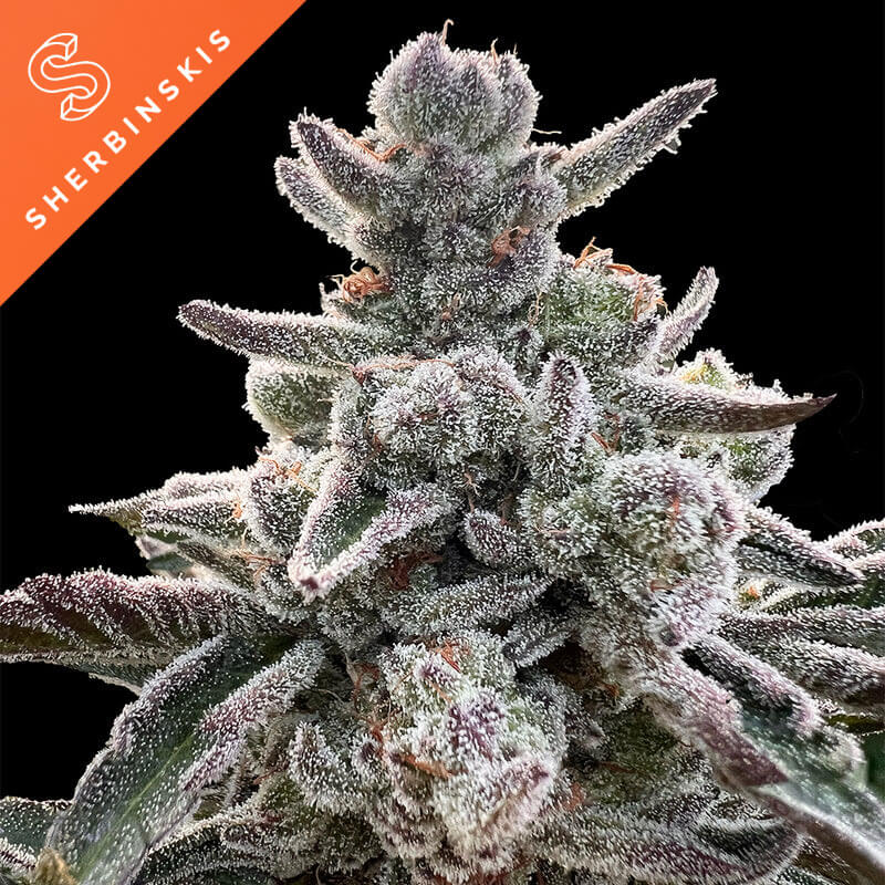 Polar Gelato