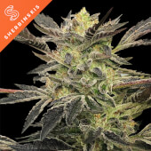 Pink Sunset Auto by Sherbinskis