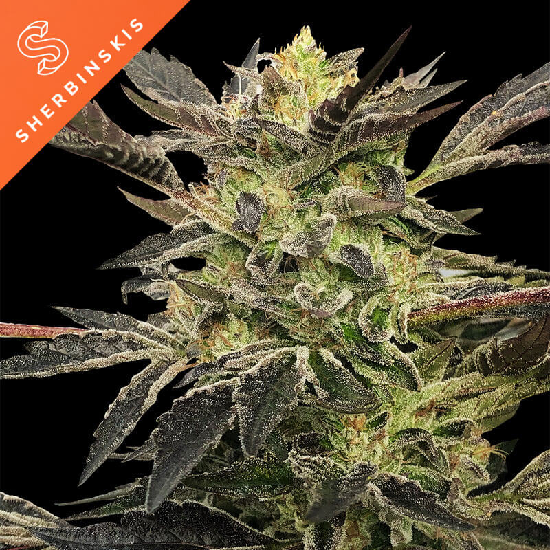 Pink Sunset Auto