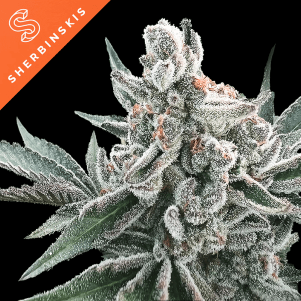 Polar Gelato Auto by Sherbinskis
