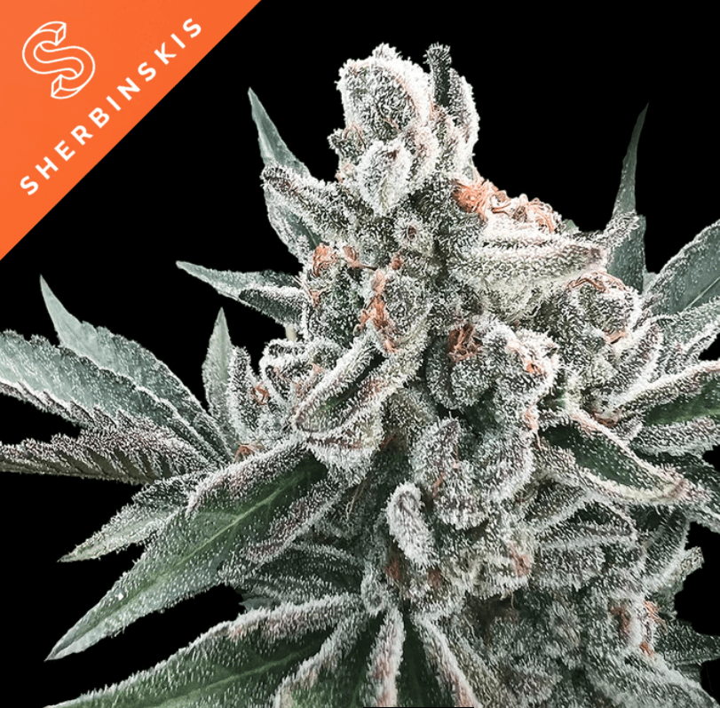 Polar Gelato Auto