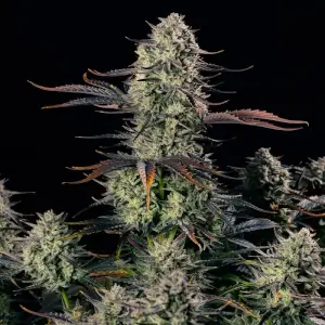 Alien Gas XXL Auto