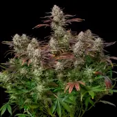 Alien Gas XXL Auto