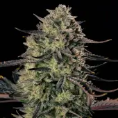 Alien Gas XXL Auto