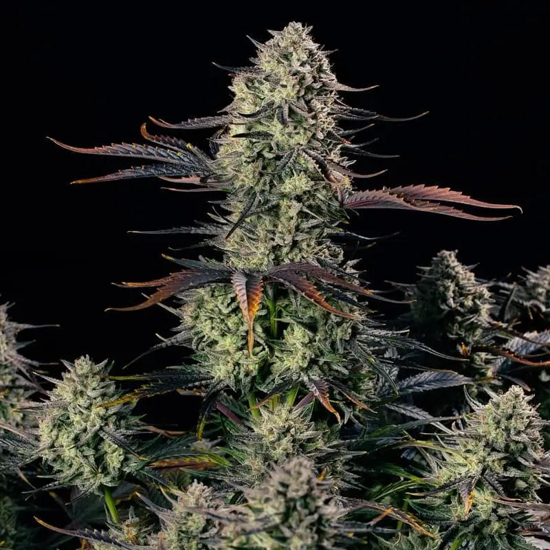 Alien Gas XXL Auto